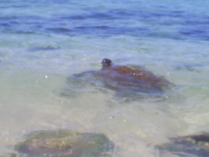 There are literally sea turtles everywhere! And they swim up right next to you if you are snorkeling( which is what I am doing this weekend)