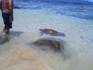 There were only two turtles but still I thought it was pretty cool!
